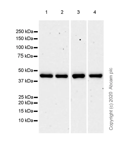 Western blot - Anti-HDAC8 antibody [EPR23837-45] - BSA and Azide free (AB274378)