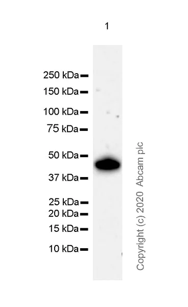 Western blot - Anti-HDAC8 antibody [EPR23837-45] - BSA and Azide free (AB274378)
