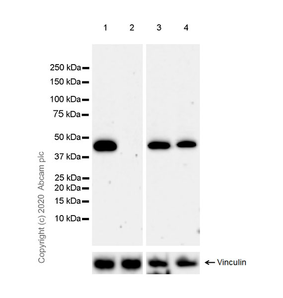 Western blot - Anti-HDAC8 antibody [EPR23837-45] - BSA and Azide free (AB274378), expandable thumbnail