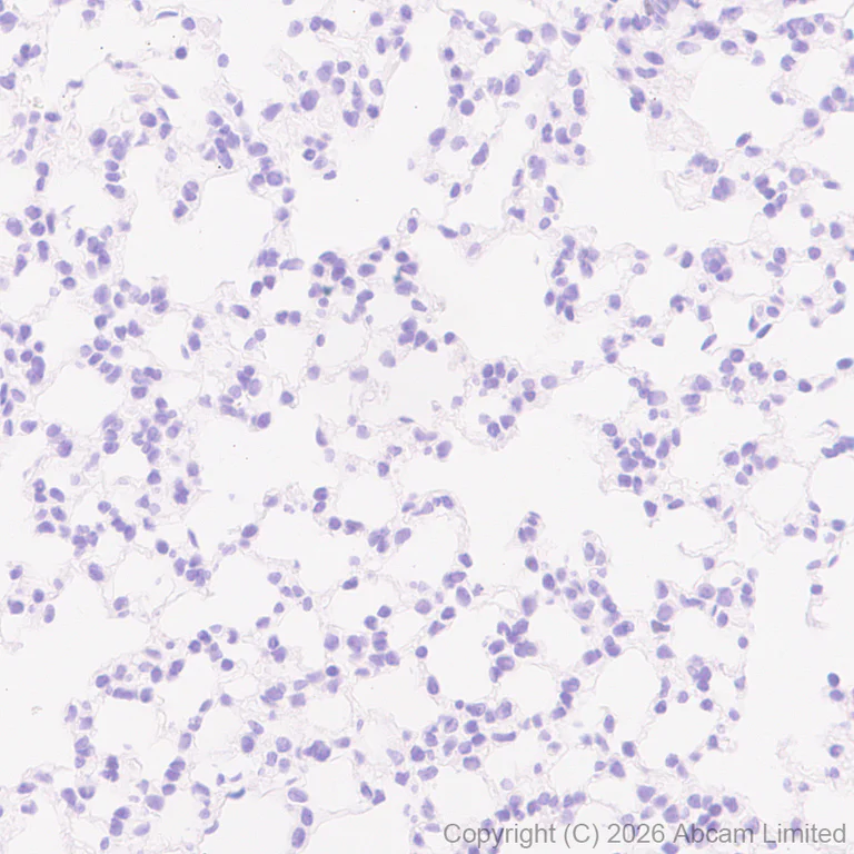 Immunohistochemistry (Formalin/PFA-fixed paraffin-embedded sections) - Anti-HDAC9 antibody [EPR30363-35] - BSA and Azide free (AB326730)