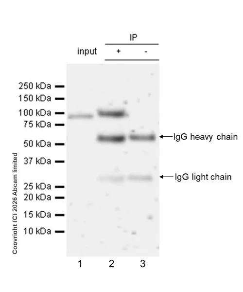 Immunoprecipitation - Anti-HDAC9 antibody [EPR30363-35] - BSA and Azide free (AB326730)