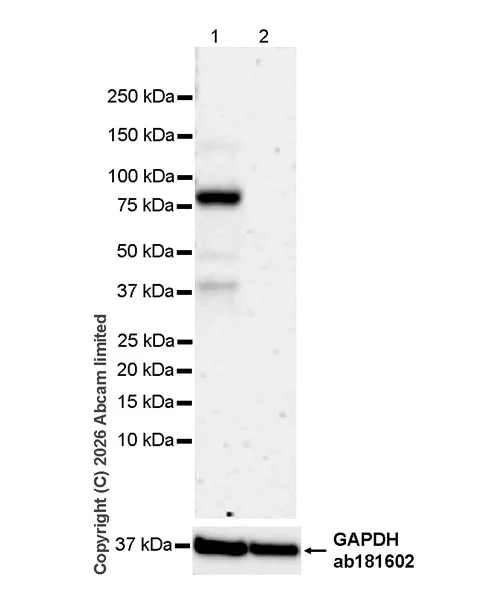 Western blot - Anti-HDAC9 antibody [EPR30363-35] - BSA and Azide free (AB326730)