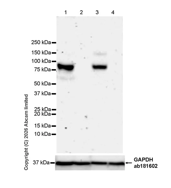 Western blot - Anti-HDAC9 antibody [EPR30363-35] - BSA and Azide free (AB326730)