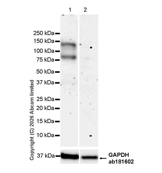 Western blot - Anti-HDAC9 antibody [EPR30363-35] - BSA and Azide free (AB326730)