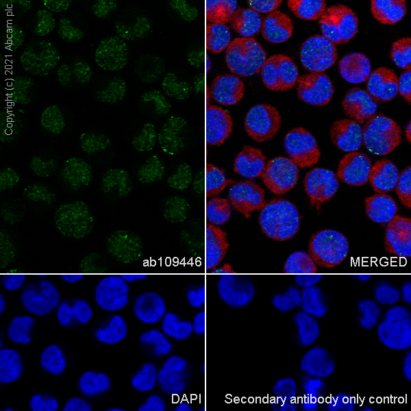 Immunocytochemistry/ Immunofluorescence - Anti-HDAC9 antibody [EPR5223] (AB109446), expandable thumbnail