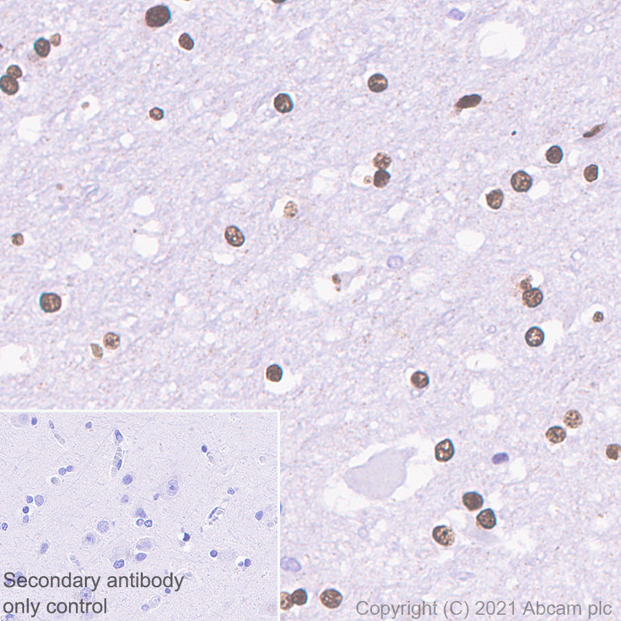 Immunohistochemistry (Formalin/PFA-fixed paraffin-embedded sections) - Anti-HDAC9 antibody [EPR5223] (AB109446), expandable thumbnail