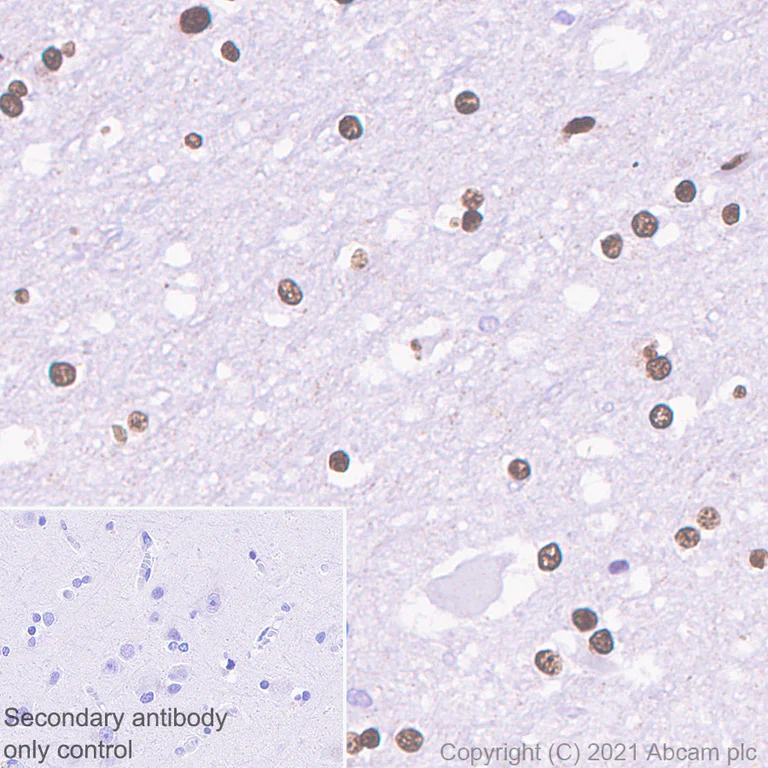 Immunohistochemistry (Formalin/PFA-fixed paraffin-embedded sections) - Anti-HDAC9 antibody [EPR5223] - BSA and Azide free (AB239979)