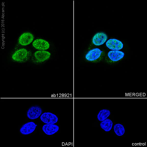 Immunocytochemistry/ Immunofluorescence - Anti-HDGF antibody [EPR7898] - BSA and Azide free (AB248221)