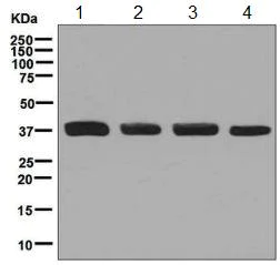 Western blot - Anti-HDGF antibody [EPR7898] - BSA and Azide free (AB248221)