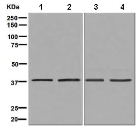 Western blot - Anti-HDGF antibody [EPR7899] (AB131046)