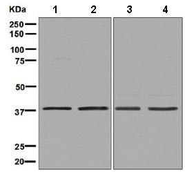 Western blot - Anti-HDGF antibody [EPR7899] - BSA and Azide free (AB248356), expandable thumbnail