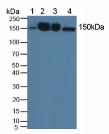 Western blot - Anti-HDLBP antibody (AB232896), expandable thumbnail