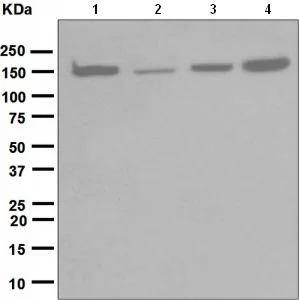 Western blot - Anti-HDLBP antibody [EPR5267] - BSA and Azide free (AB247836)