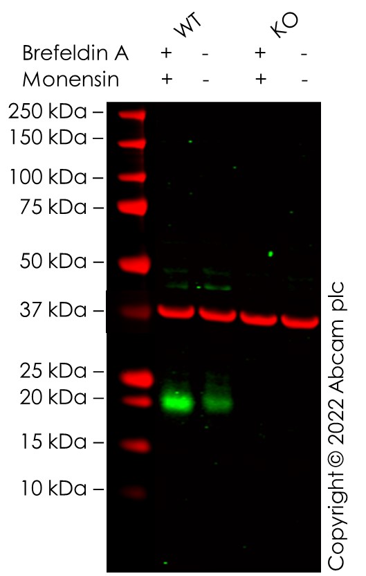 Western blot - Anti-HE4 antibody (ab273130), expandable thumbnail