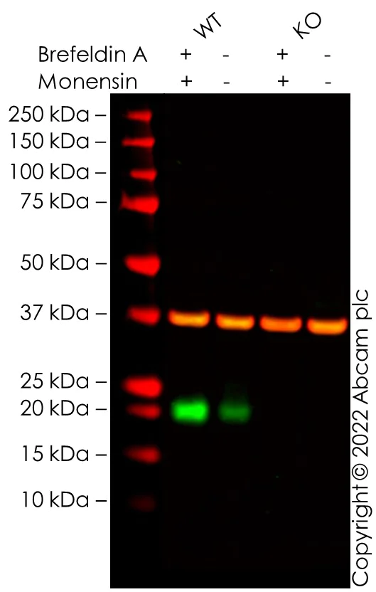 Western blot - Anti-HE4 antibody [EPR16658] - BSA and Azide free (AB240357)
