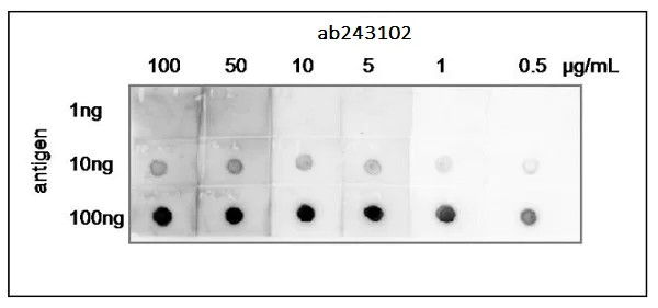 Dot Blot - Anti-Heat-labile enterotoxin B chain antibody (AB243102)