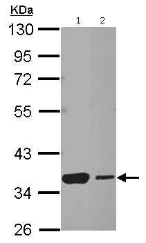 Western blot - Anti-Heat Shock Factor 2 Binding Protein antibody (AB126252)