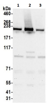 Western blot - Anti-HEATR1 antibody (AB241610)