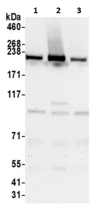 Western blot - Anti-HEATR1 antibody (AB241610)