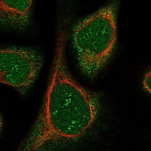 Immunocytochemistry/ Immunofluorescence - Anti-HEATR3 antibody (AB122762)