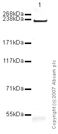 Western blot - Anti-heavy chain cardiac Myosin antibody [BA-G5] (AB50967)