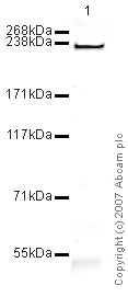Western blot - Anti-heavy chain cardiac Myosin antibody [BA-G5] - BSA and Azide free (AB174640)