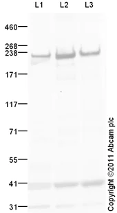 Western blot - Anti-heavy chain Myosin antibody (AB124205)
