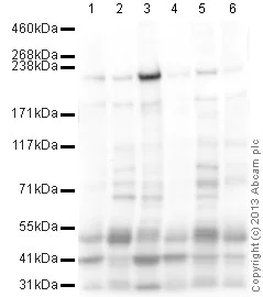 Western blot - Anti-heavy chain Myosin antibody (AB124205)