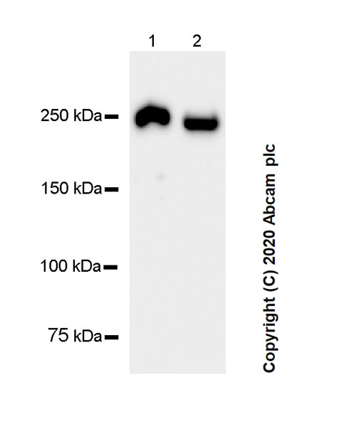 Western blot - Anti-heavy chain Myosin antibody [F1.652] - BSA and Azide free (AB264039), expandable thumbnail