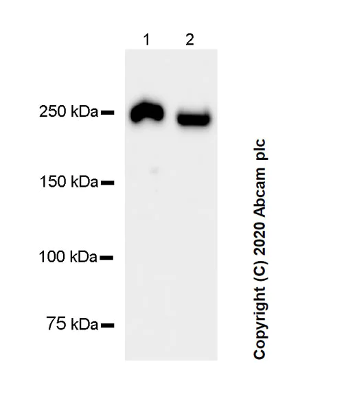 Western blot - Anti-heavy chain Myosin antibody [F1.652] - BSA and Azide free (AB264039)