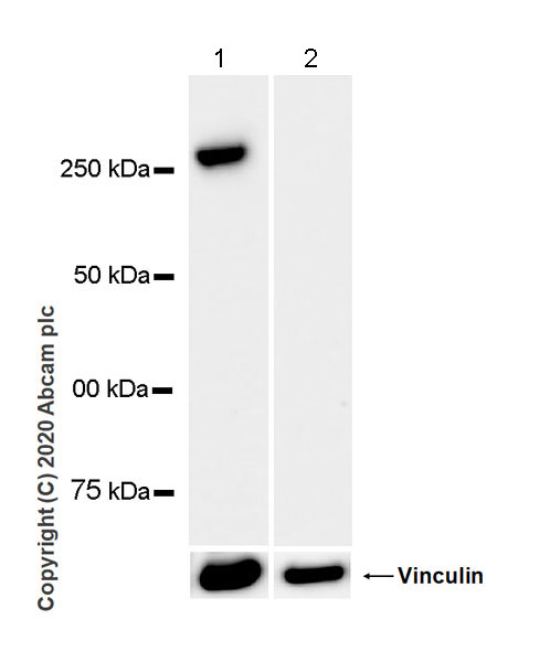 Western blot - Anti-heavy chain Myosin antibody [F1.652] - BSA and Azide free (AB264039), expandable thumbnail