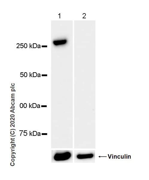 Western blot - Anti-heavy chain Myosin antibody [F1.652] - BSA and Azide free (AB264039)
