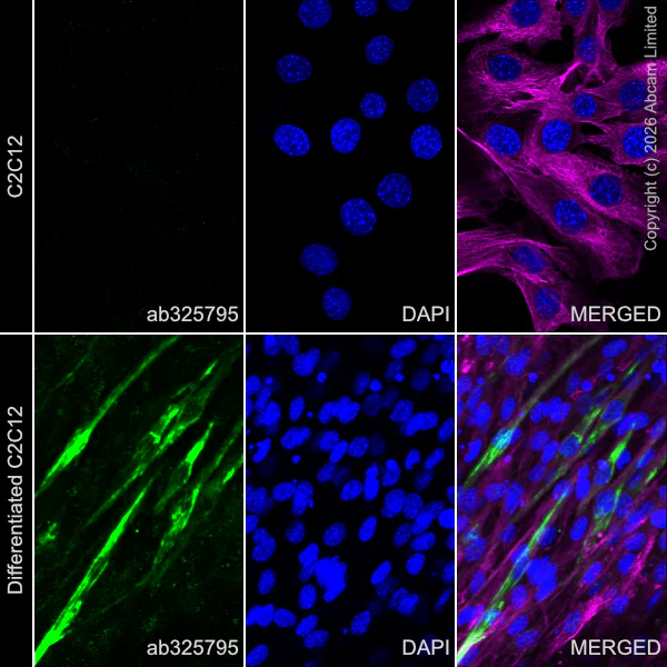 Immunocytochemistry/ Immunofluorescence - Anti-heavy chain Myosin/MYH3 antibody [EPR29772-555] (AB325795)