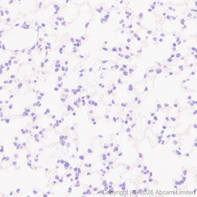 Immunohistochemistry (Formalin/PFA-fixed paraffin-embedded sections) - Anti-heavy chain Myosin/MYH3 antibody [EPR29772-555] (AB325795)