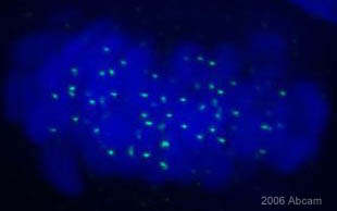 Immunocytochemistry/ Immunofluorescence - Anti-HEC1/HEC antibody [9G3] (AB3613)