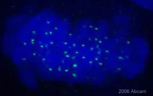 Immunocytochemistry/ Immunofluorescence - Anti-HEC1/HEC antibody [9G3] (AB3613)