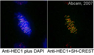 Immunocytochemistry/ Immunofluorescence - Anti-HEC1/HEC antibody [9G3] (AB3613)