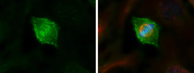Immunocytochemistry/ Immunofluorescence - Anti-HEC1/HEC antibody [9G3] (AB3613)