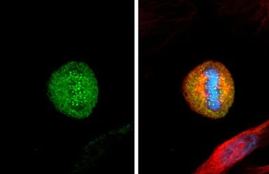 Immunocytochemistry/ Immunofluorescence - Anti-HEC1/HEC antibody [9G3] (AB3613)