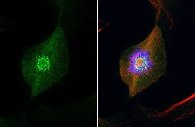 Immunocytochemistry/ Immunofluorescence - Anti-HEC1/HEC antibody [9G3] (AB3613)