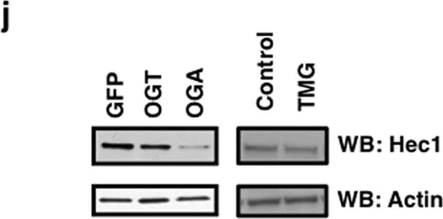 Western blot - Anti-HEC1/HEC antibody [9G3] (AB3613)