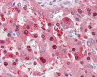 Immunohistochemistry (Formalin/PFA-fixed paraffin-embedded sections) - Anti-HEC1/HEC antibody (AB117415)