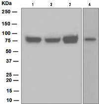 Western blot - Anti-HEC1/HEC antibody [EPR5342] (AB109496), expandable thumbnail