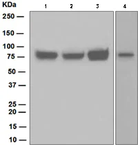 Western blot - Anti-HEC1/HEC antibody [EPR5342] (AB109496)