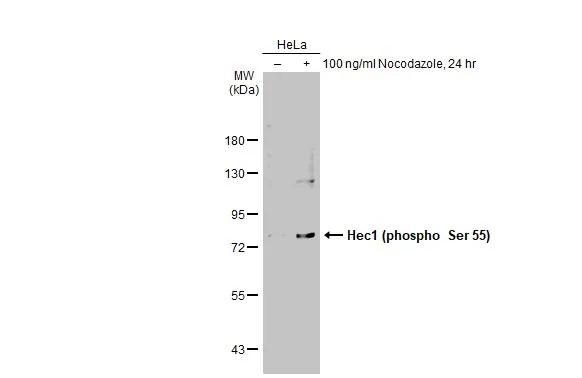 Western blot - Anti-HEC1/HEC (phospho S55) antibody (AB229724)