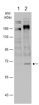 Western blot - Anti-HEC1/HEC (phospho S55) antibody (AB229724)