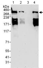 Western blot - Anti-HECTD1 antibody (AB101992), expandable thumbnail