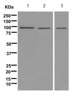Western blot - Anti-HECTD2 antibody [EPR11554] (AB173572)
