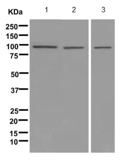 Western blot - Anti-HECTD2 antibody [EPR11554] - BSA and Azide free (AB249770)
