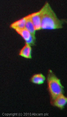 Immunocytochemistry - Anti-HEF1/NEDD-9 antibody [2G9] (AB18056)